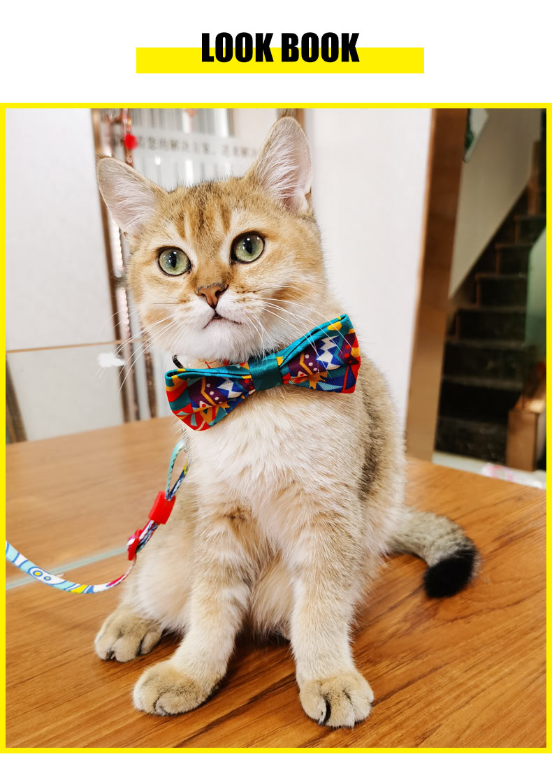 cat bow tie.jpg